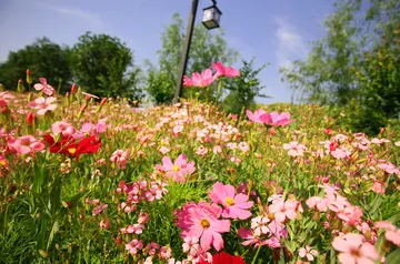 路遇芬芳600字优秀作文（蓬勃生机）