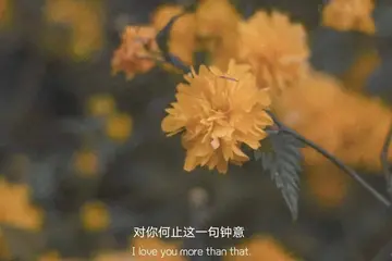 瞬间心动的句子（让人惊艳的心动短句）