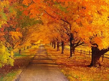 景色美丽的秋天作文（《秋天的脚步》）