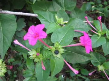 有关感恩花香的作文精选范例（《感恩的花开在路上》）