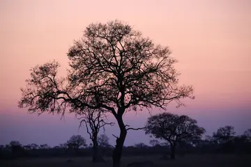 夕阳里的那个背影作文（迷人的风景）