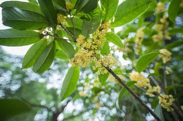 又是一年桂花开作文600字（诱人的香气）