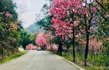 描写春天的花园作文（《美丽的春景》）