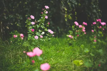 记忆中的春天作文（《万物复苏的春天》）