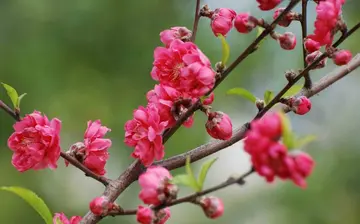 记忆中的春天作文（《充满活力的春天》）