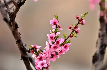 关于家乡的春天作文（《春暖花开》）