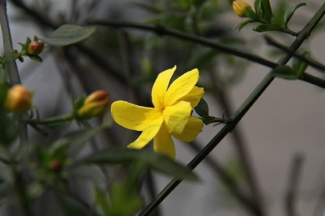 有关迎春花的诗句（十五首迎春花诗词鉴赏）