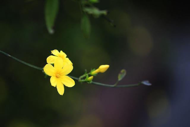 有关迎春花的诗句（十五首迎春花诗词鉴赏）