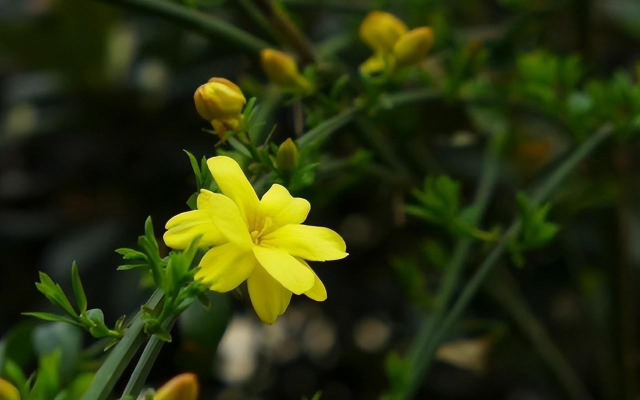 有关迎春花的诗句（十五首迎春花诗词鉴赏）