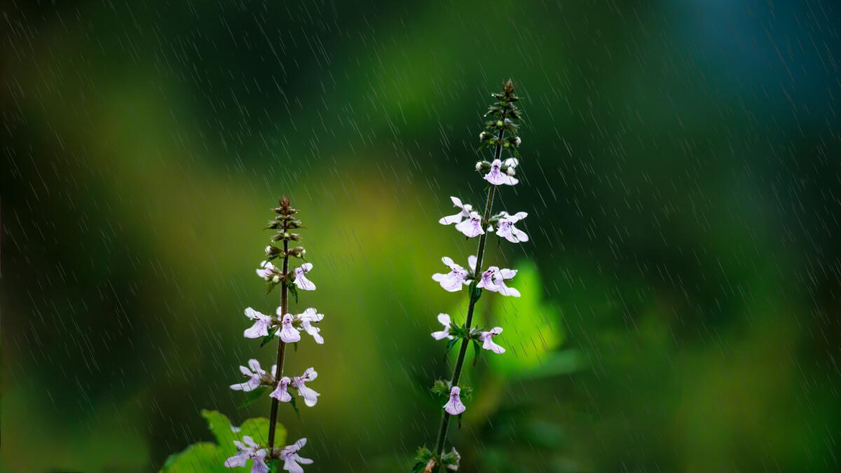 很有意境的古诗有哪些（30句唯美的春雨诗词）