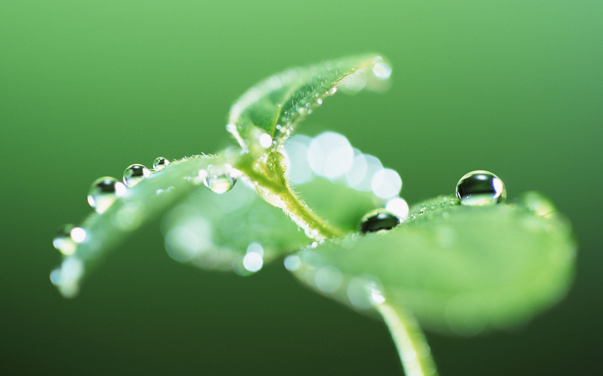 描写春雨诗词的诗句古诗（唯美春雨的诗词）