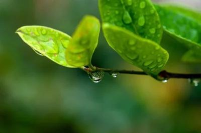 描写春雨诗词的诗句古诗（唯美春雨的诗词）