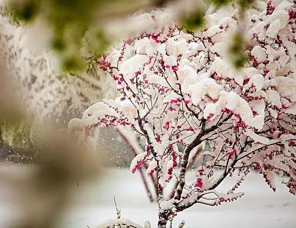 二十首唯美的春雪诗（春雪1～3年级春节古诗）