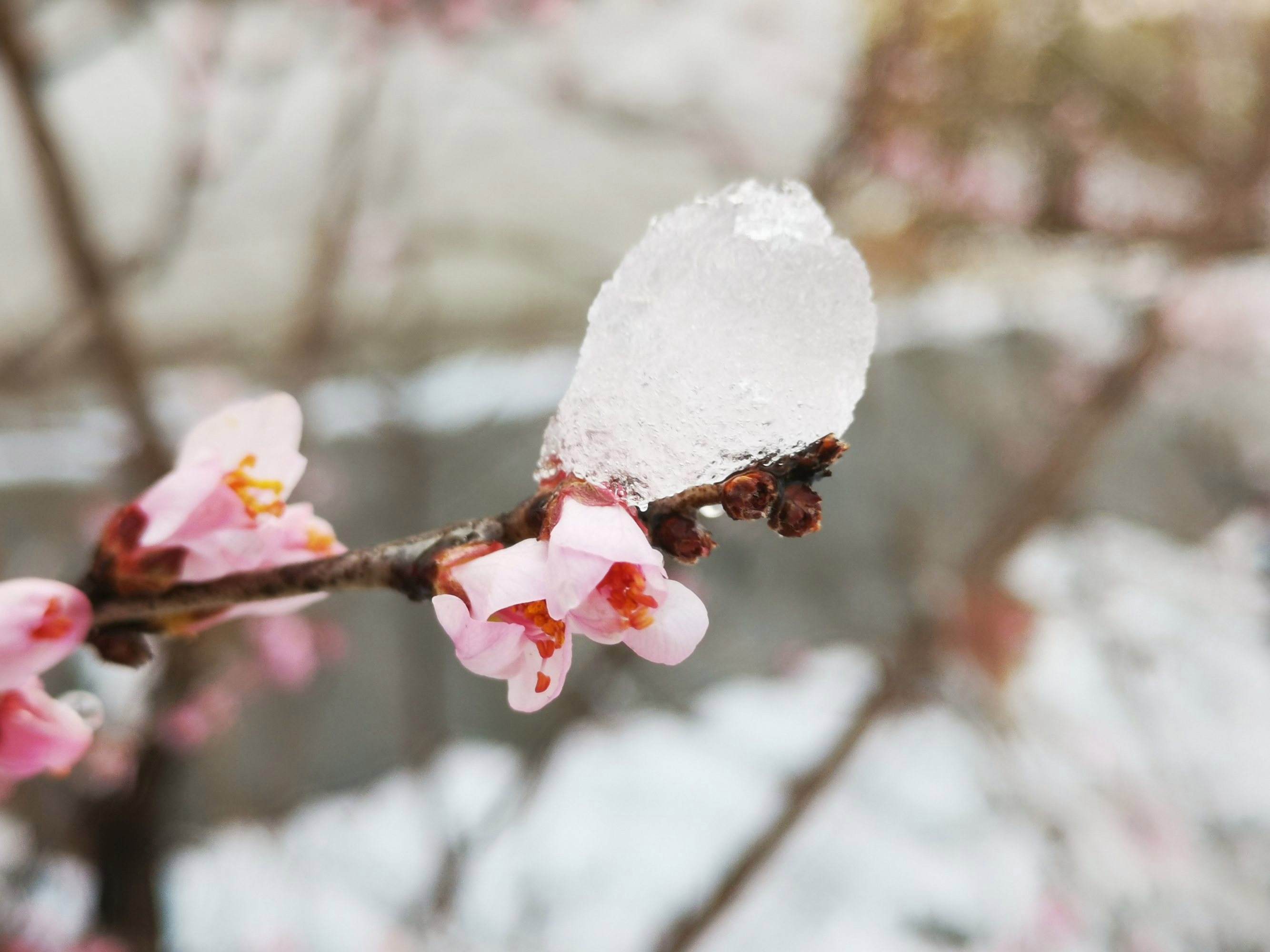 二十首唯美的春雪诗（春雪1～3年级春节古诗）