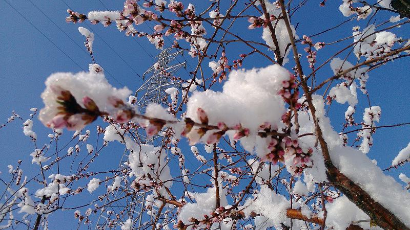 二十首唯美的春雪诗（春雪1～3年级春节古诗）