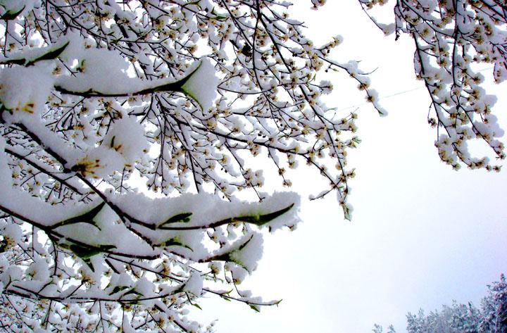 二十首唯美的春雪诗（春雪1～3年级春节古诗）