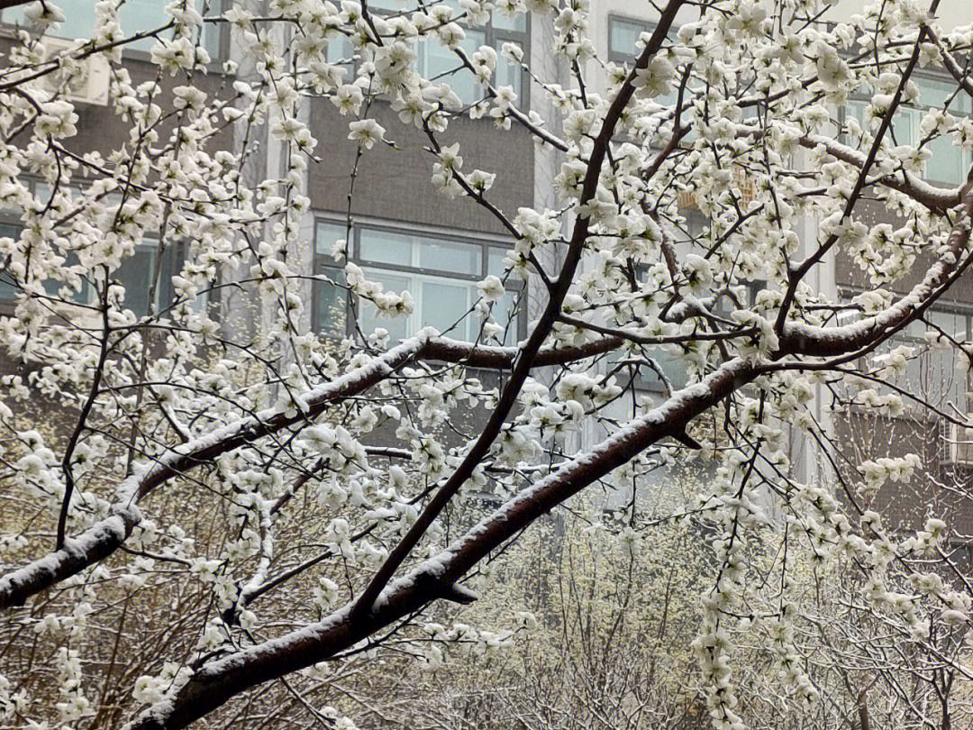 二十首唯美的春雪诗（春雪1～3年级春节古诗）