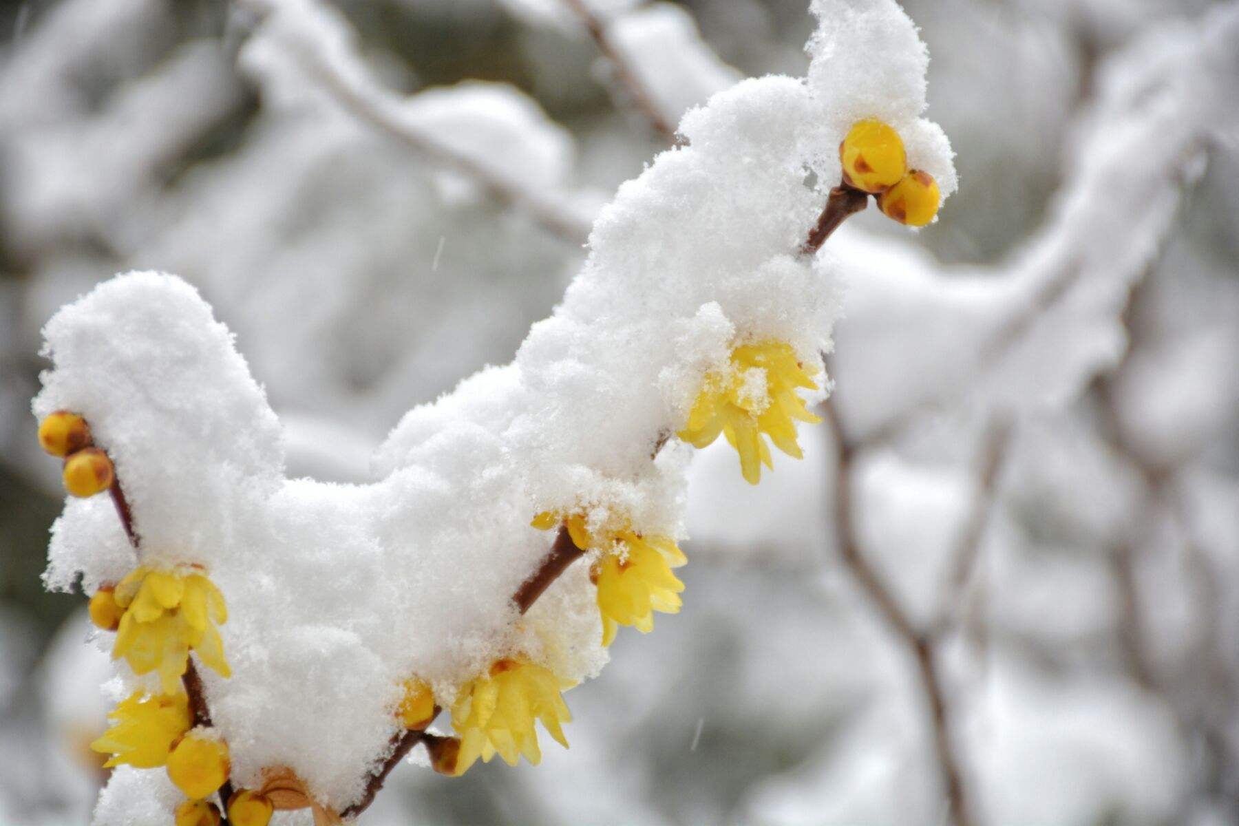 二十首唯美的春雪诗（春雪1～3年级春节古诗）