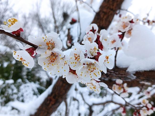 二十首唯美的春雪诗（春雪1～3年级春节古诗）