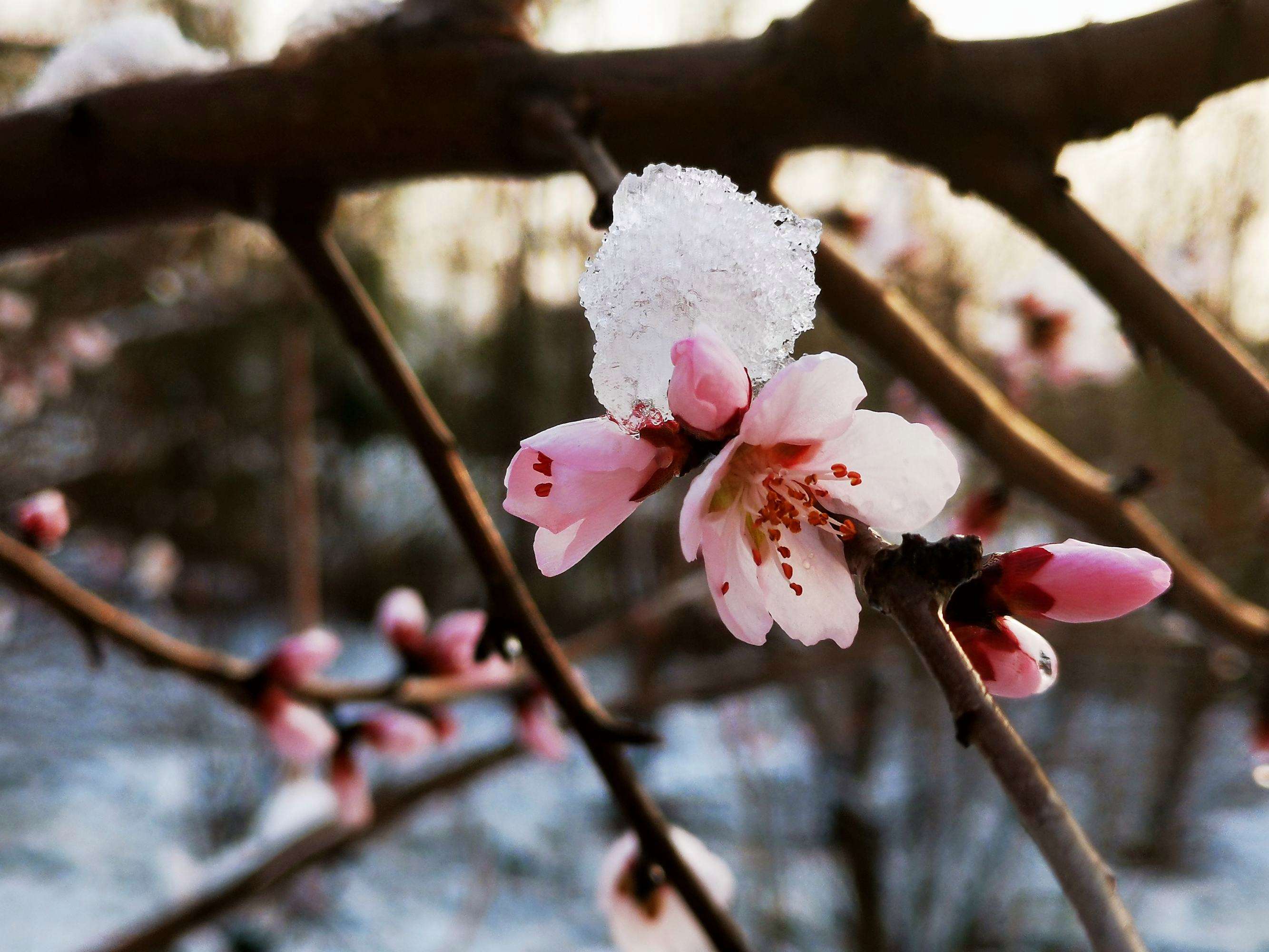 二十首唯美的春雪诗（春雪1～3年级春节古诗）