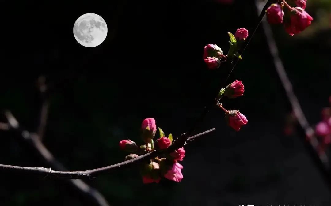 苏轼经典诗歌赏析合集（苏轼东坡十首必背诗词）