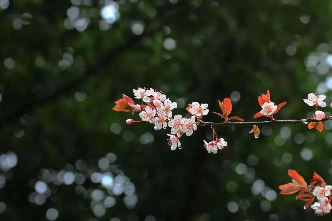 二十四节气雨水诗词（描写雨水节气的诗词）