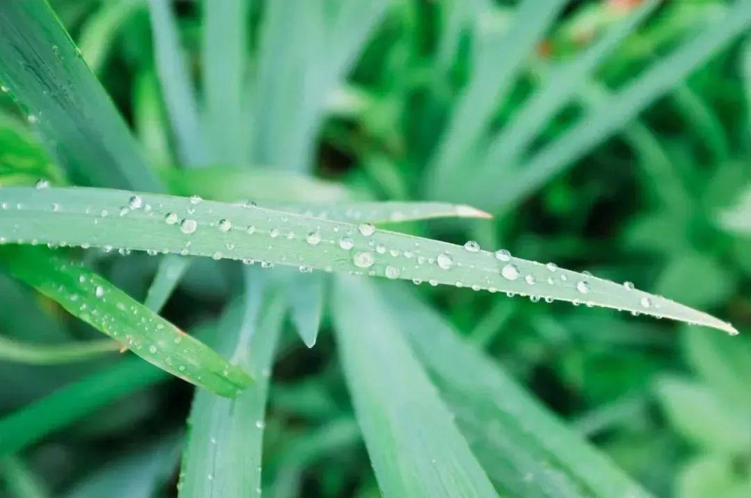 二十四节气雨水诗词（描写雨水节气的诗词）