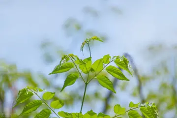 描写春天桃花的作文（《千姿百态的春天》）