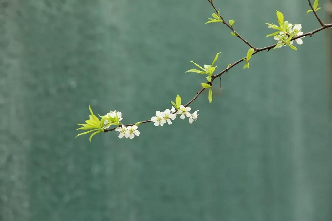 关于春天的唯美句子（春暖花开的优美文案）