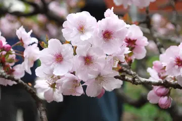 我爱春天的优秀作文(《美丽的春天》）