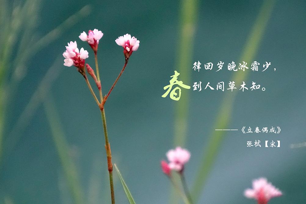 关于节气立春古诗词（立春古诗词大全）