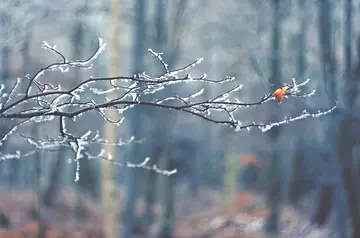 冬天的故事作文(《大雪纷飞的冬天》）