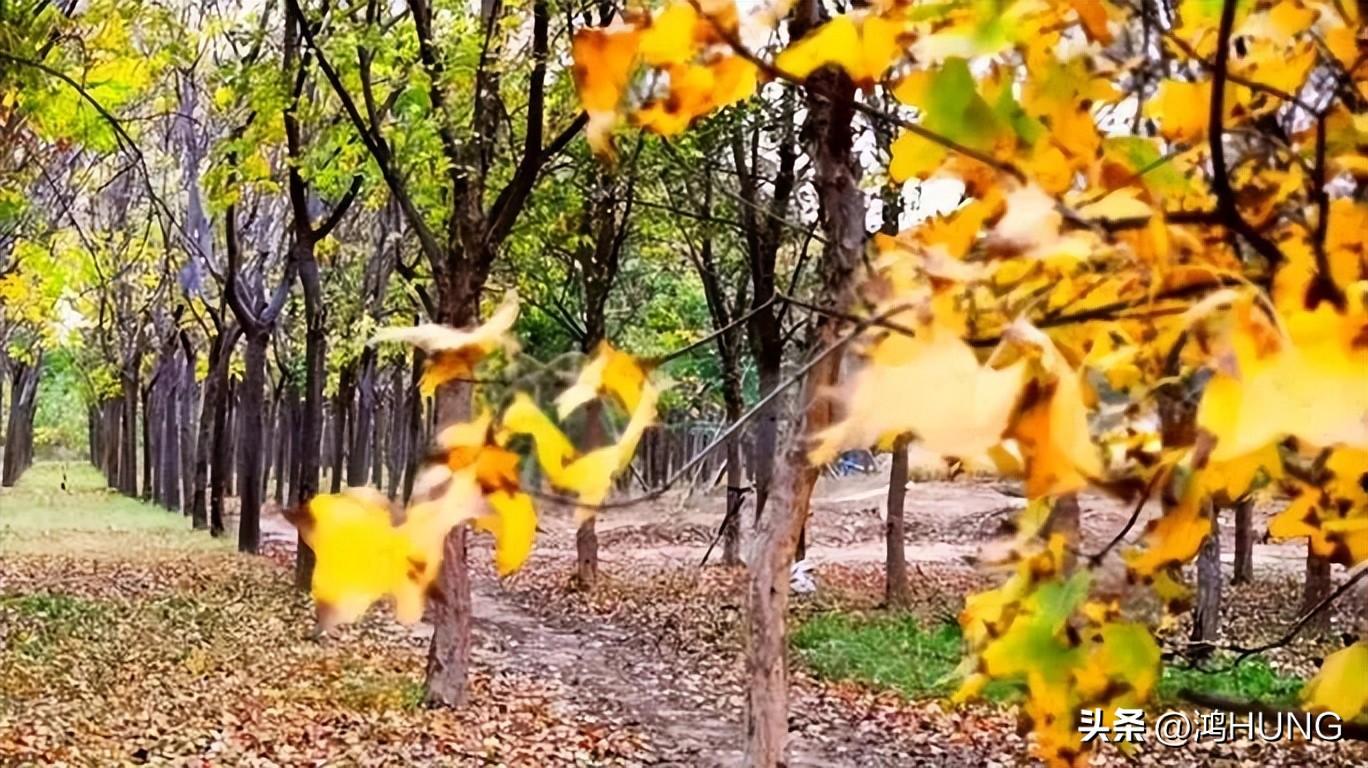 美景治愈心情的诗词鉴赏（8首治愈系诗词）