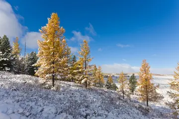 我爱家乡的冬天作文(《冬天的景色》）