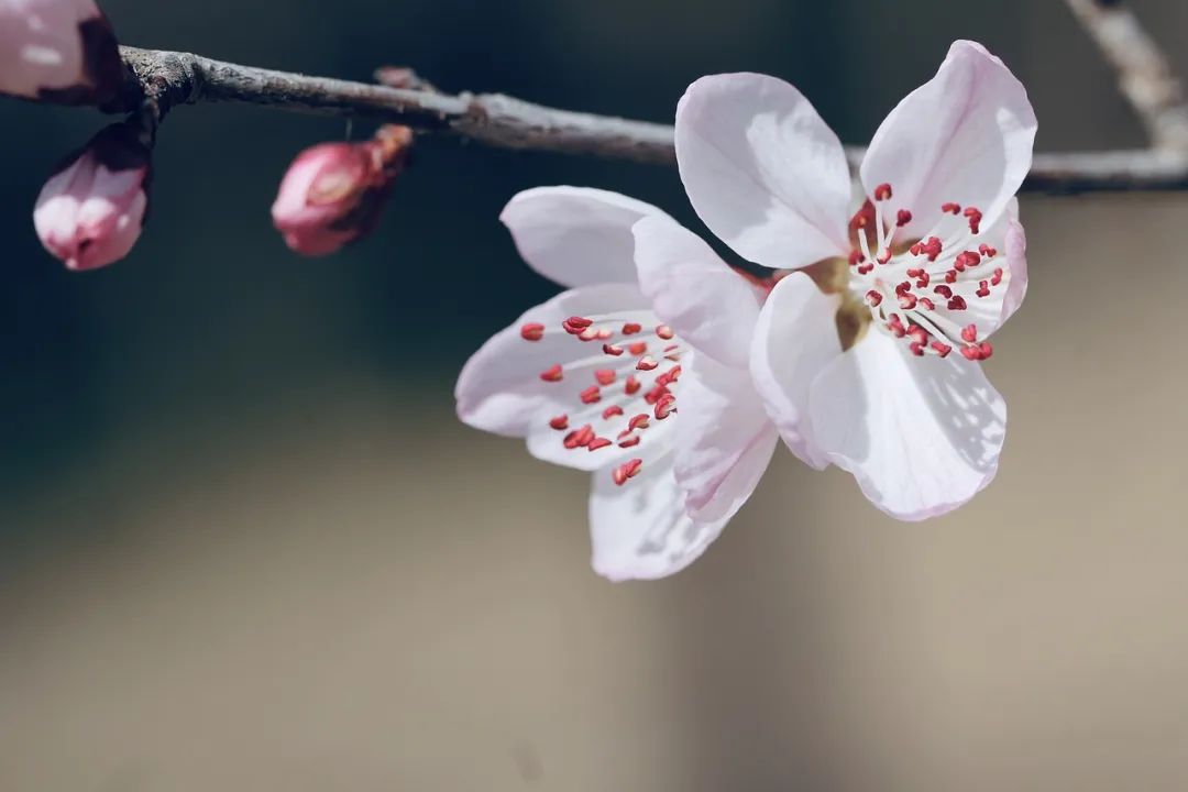 唯美诗词古韵（冷门又好听惊艳的诗句）