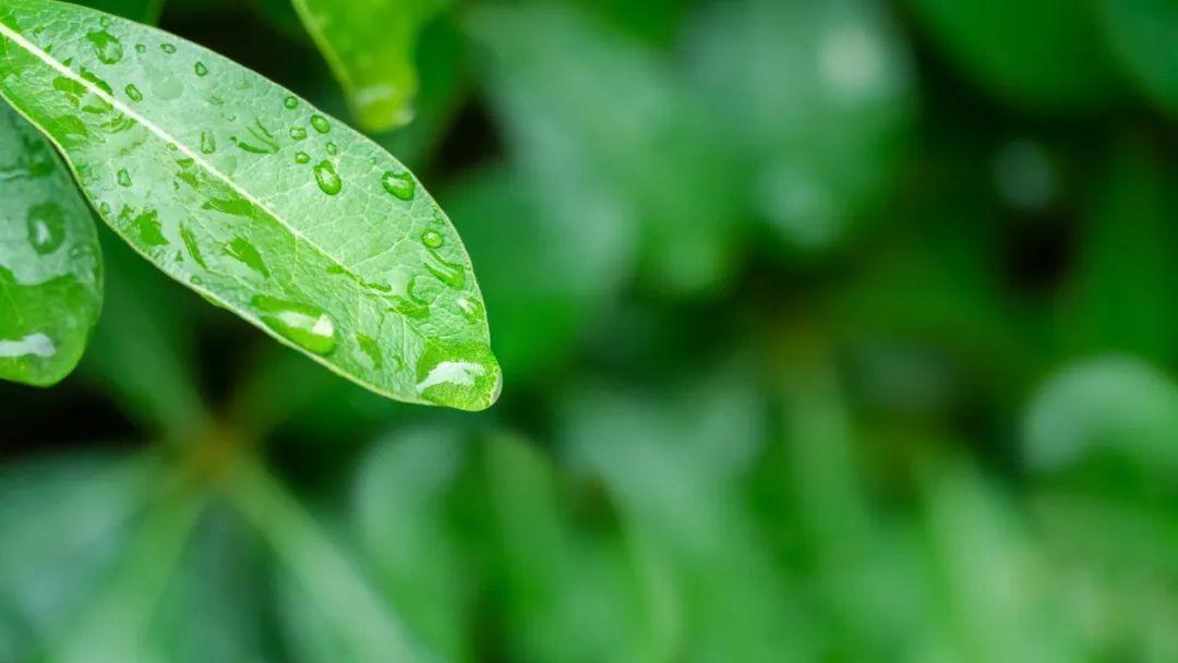 关于春雨的古诗20首（春雨的诗词名句）