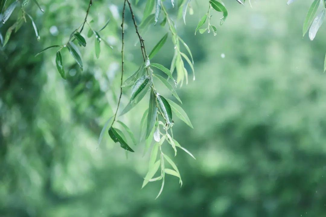 关于春雨的古诗20首（春雨的诗词名句）