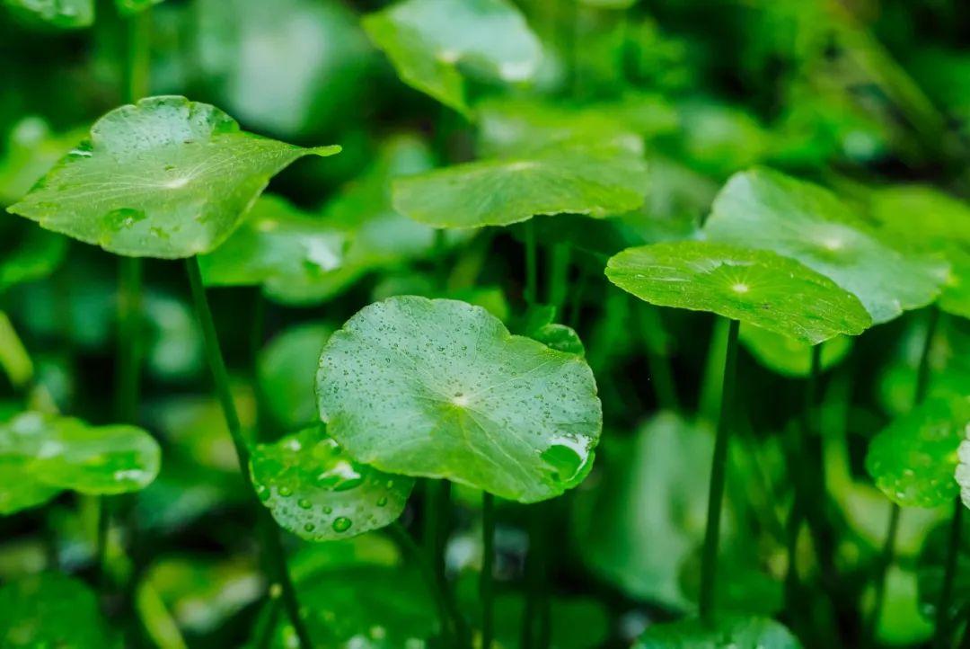 关于春雨的古诗20首（春雨的诗词名句）