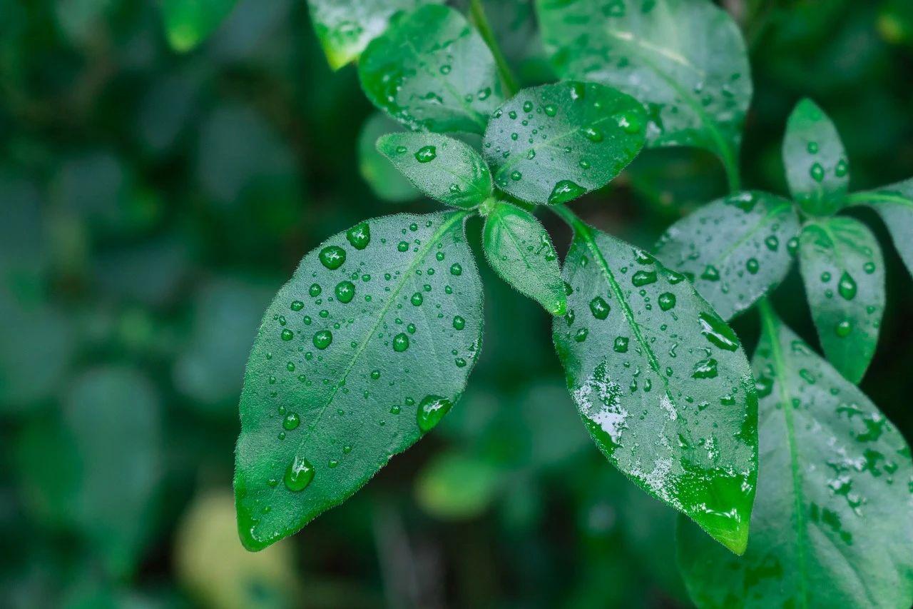 关于春雨经典古诗20首（绝美春雨诗词赏析）