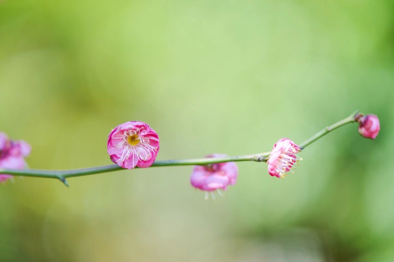 大寒节气诗词大全（35首大寒诗词）