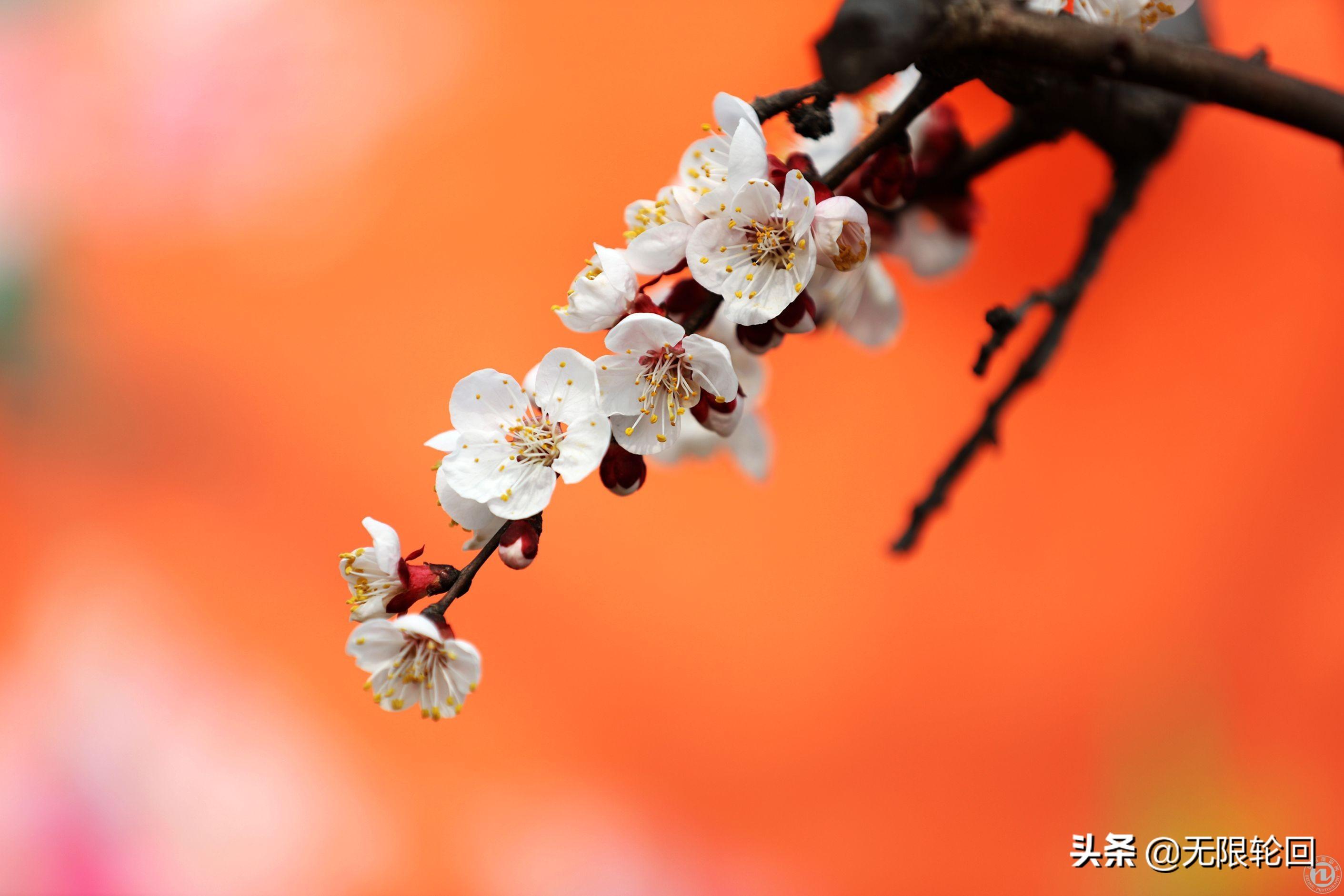 关于优美杏花诗词有哪些（5首优美杏花诗词赏析）