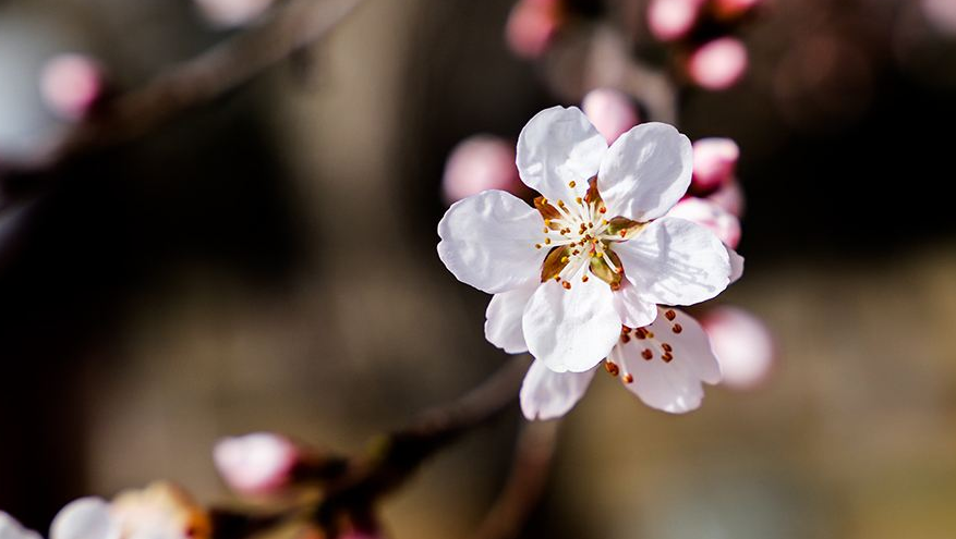 关于杏花唯美古诗（经典的杏花诗词古句）