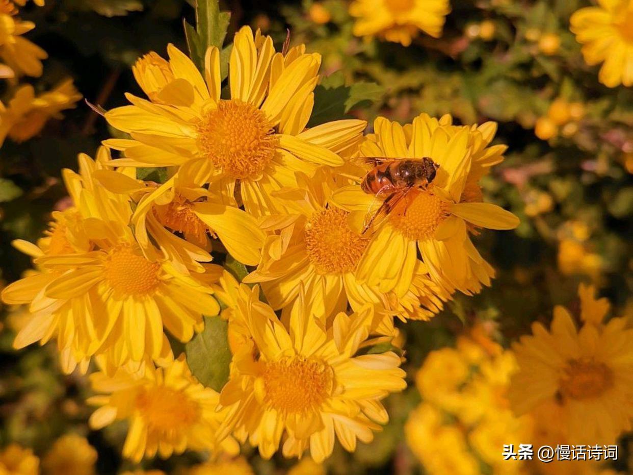 菊花古诗原文赏析（小学生必背菊花古诗）