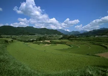 美丽的田野作文（《美丽的田野》）