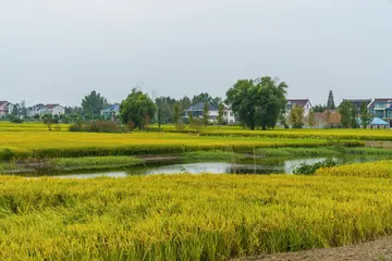 美丽的田野作文（《欢乐的田野》）