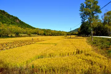 美丽的田野作文（《走进田野》）