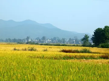 迷人的田野作文（《田野的风景》）