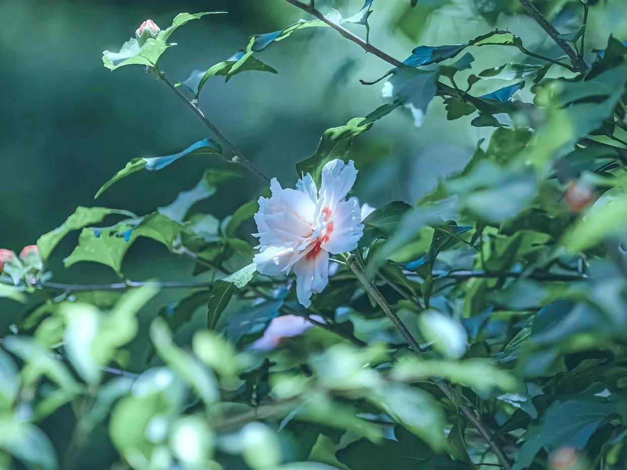 诗经的经典诗词鉴赏（诗经著名的十首诗）