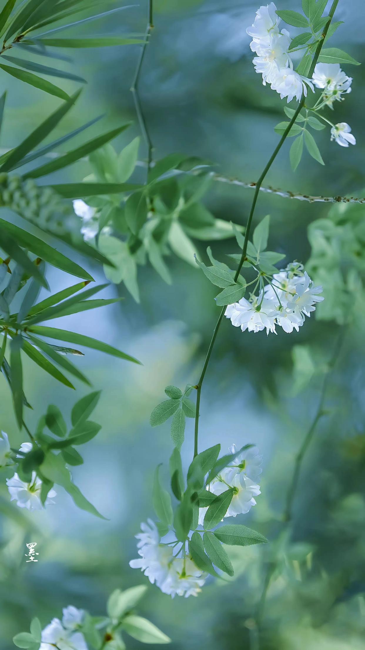 经典的婉约诗词大全赏析（十首经典的婉约词）