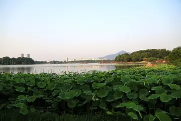 拥抱夏天的优秀作文（《优美的夏天》）